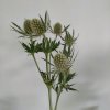 Eryngium - bodlák (bílý)