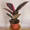 Ficus elastica ´Belize´