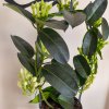 Stephanotis floribunda