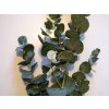 Větvička - eucalyptus cinerea