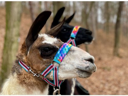 produkt img ohl lama 01