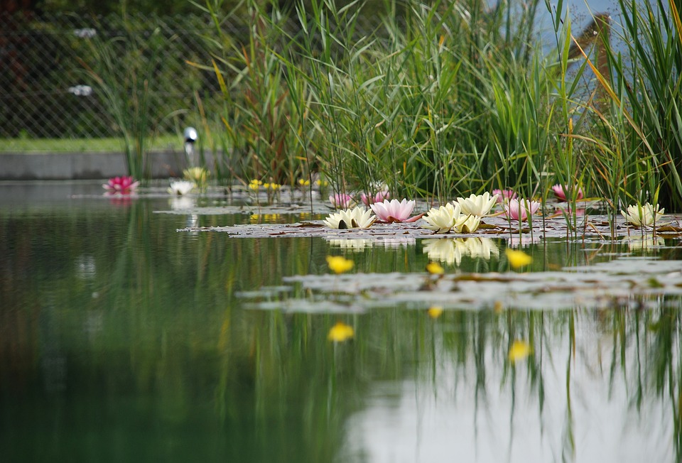 swimming-pond-1529485_960_720