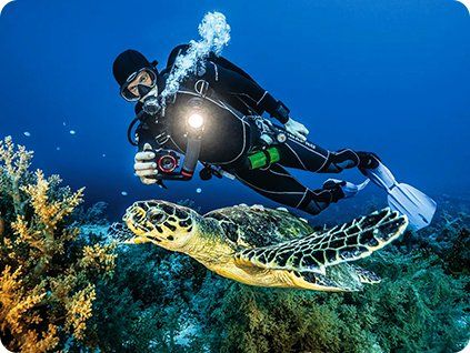 diver photographs sea turtle courtesy sealife