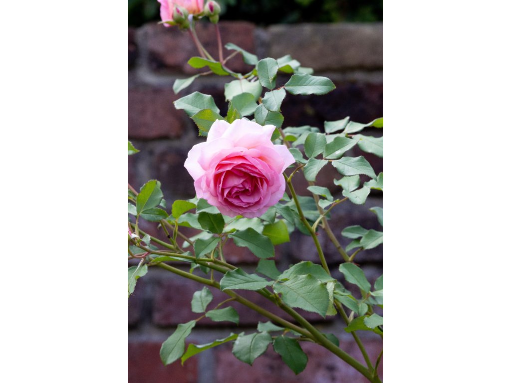 AdobeStock 1001499598