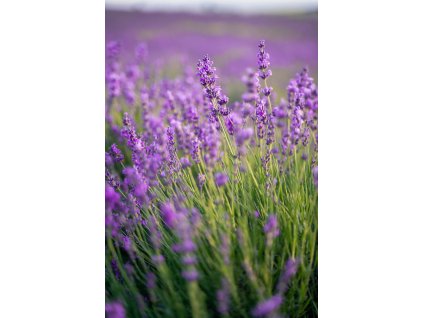 Levandule