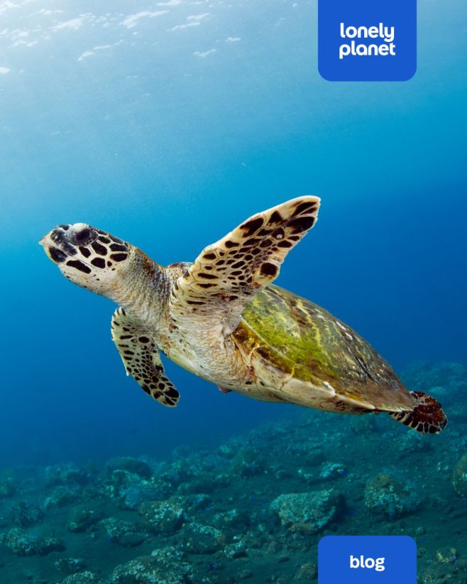 Neodolatelnost potápění na Tenerife zvyšuje skutečnost, že si zde přijdou na své potápěči všech úrovní. Poklidné chráněné...