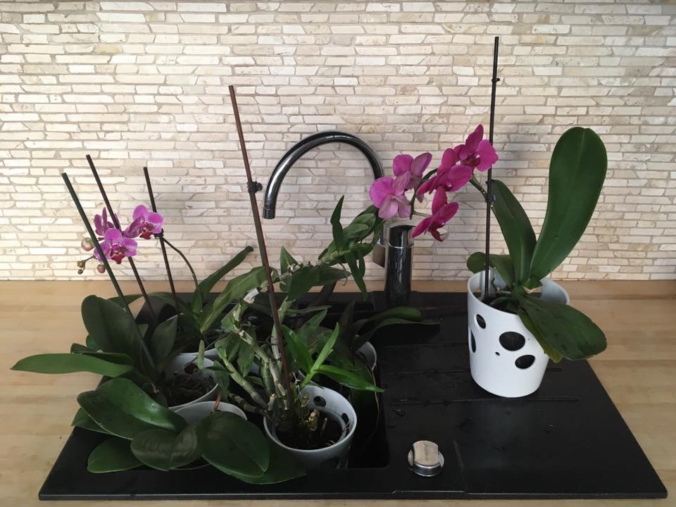 Jak pěstovat orchideje