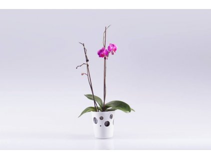 květináč na orchidej, obal na orchidej, orchidej, váza, váza na květiny, designová váza, bílá váza, dekorativní váza, vázy dekorace, moderní váza, porcelánová váza, bandaska, doplňky do interiéru, dekorace do bytu, bytové doplňky, designové doplňky, bytové doplňky eshop, moderní doplňky do bytu, luxusní bytové doplňky, dekorace do obýváku, český porcelán, porcelán, luckavo, Lucie Tomis, dárek, svatební dar