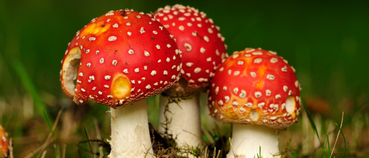 Jak nesníst muchomůrku: Tipy pro začínající houbaře