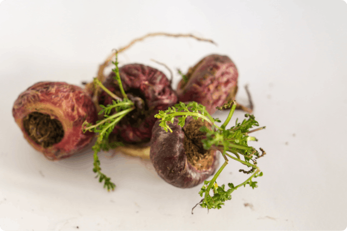 maca-peruanska-cervena-varianta