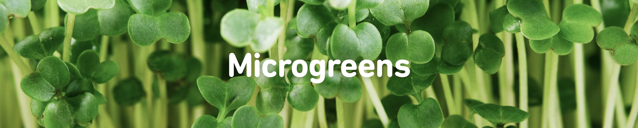 microgreens