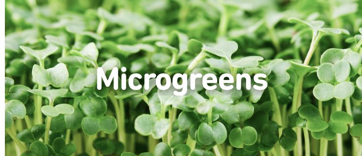 microgreens