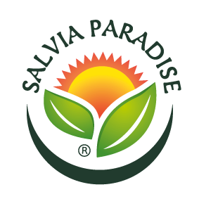 Salvia paradise