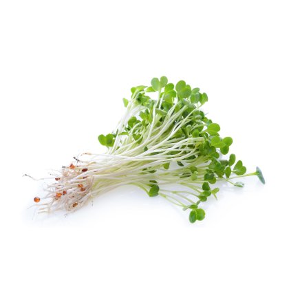 alfalfa-seminka-kliceni-bio