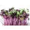 redkvicka-red-purple-seminka-na-kliceni-biomiska