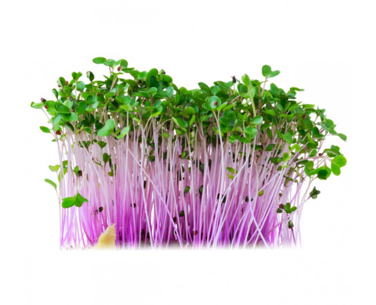 Klíčenie, postup a benefity pre naše zdravie