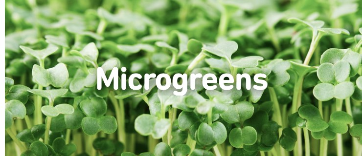 microgreens