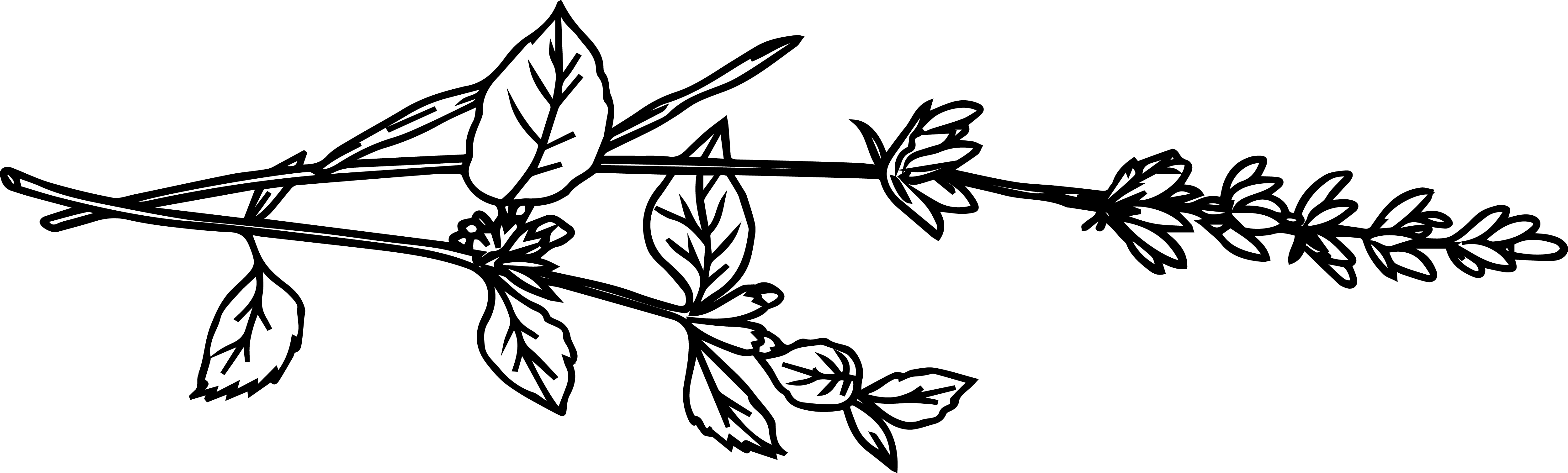 Levandule 2 Black