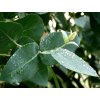 Eukalyptus
