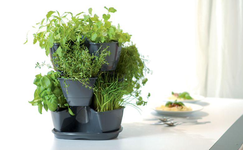 Petrželák - COUBI HERBAL
