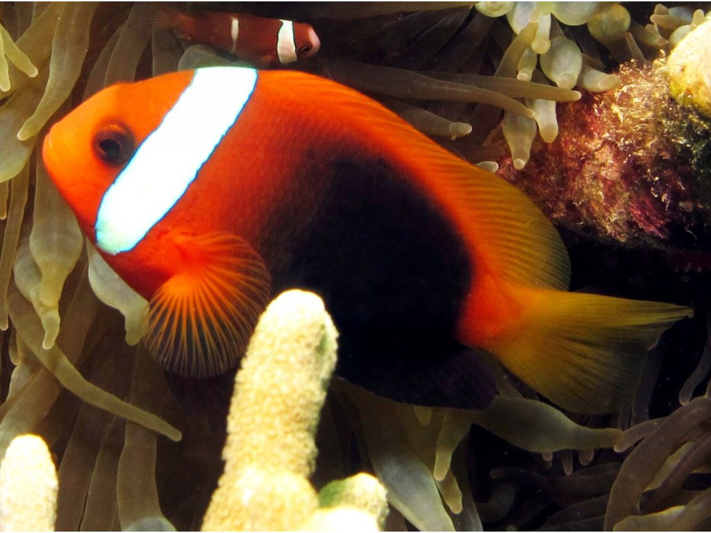 Amphiprion chrysopterus1 1024x765