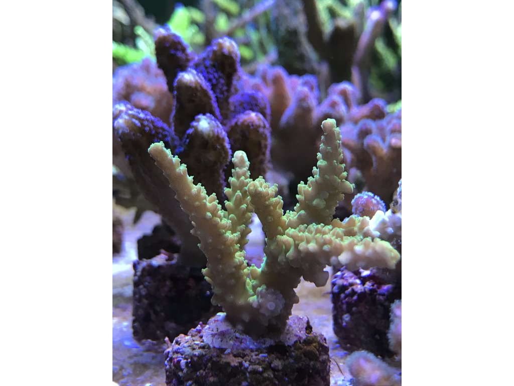 acro staghorn yellow green