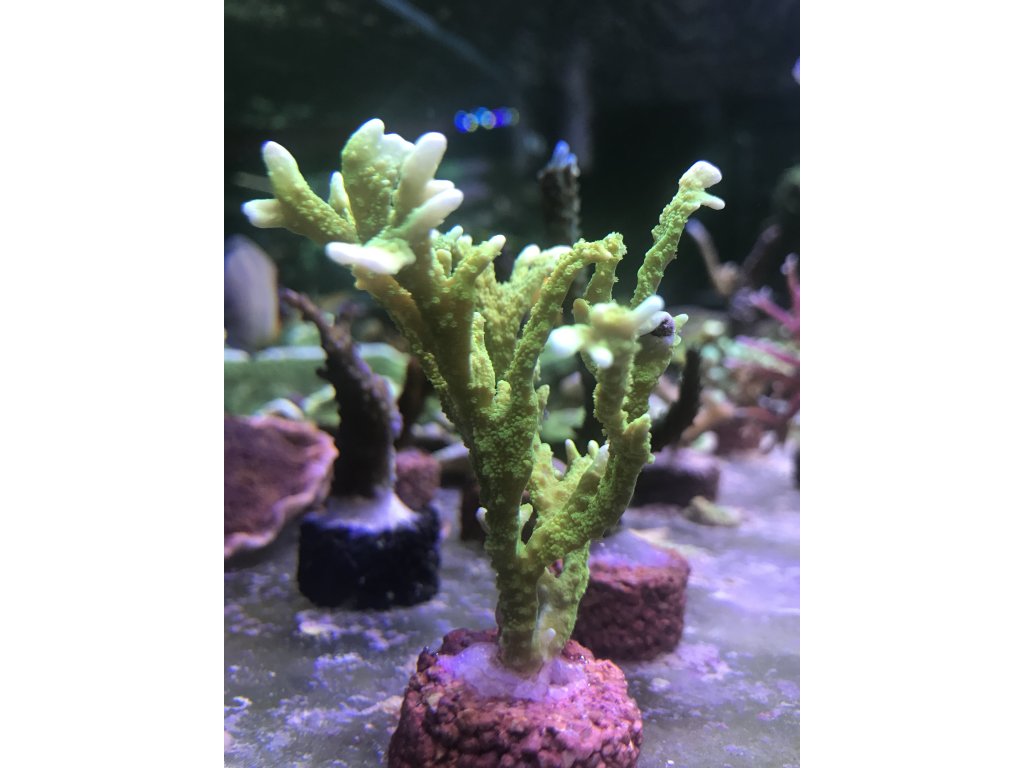 montipora