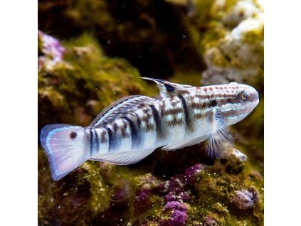 AMBLIGOBIUS PHALENA m