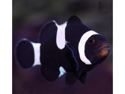 thumb peixes marinhos clown ocellaris misbar black p 1715789573590