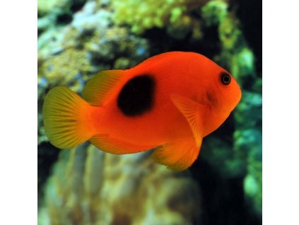 amphiprion ephippium m