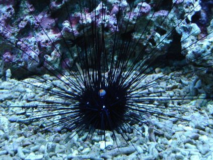 diadema setosum 8d16a38f bfd4 4ede ac82 263fd72eaf3 resize 750