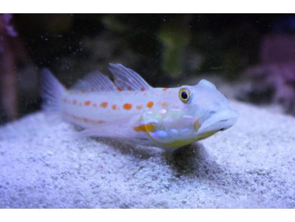 valenciennea puellaris 3e1d0cb9 4cef 4534 b5ff 41a06bf7831 resize 750