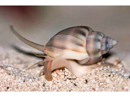 Nassarius vibex snail