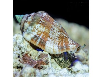 strombus