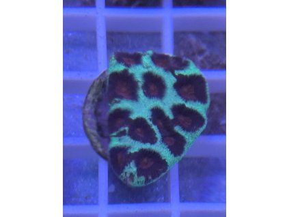 favia red green