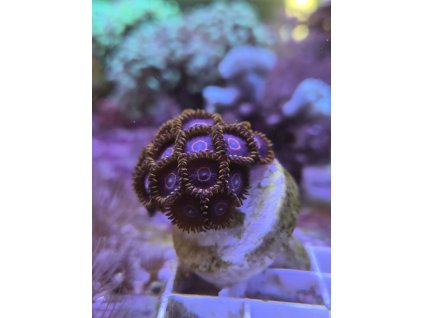 zoa red hornet
