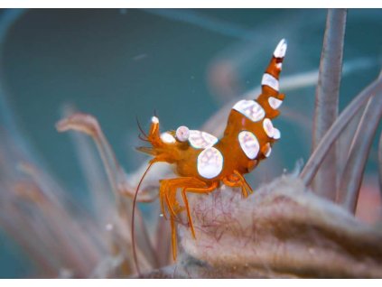 thor amboinensis sexy shrimp 1.jpeg January 12 2023 921pm