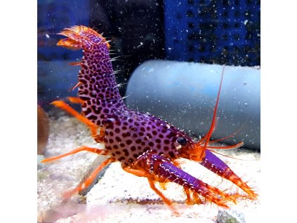 ueji4LNcEee4ajqL0aL8rg 0E0zYn6 Ee2fDpD6dc3BGA 66196