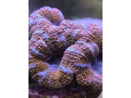 acanth orange blue