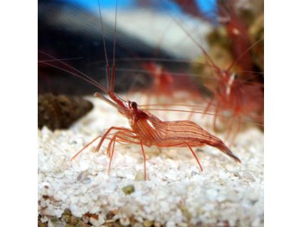 peppermint shrimp lysmata wurdemanni 800x