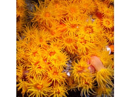 tubastrea orange aardbeikoraal 142195886