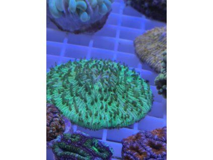 fungia green