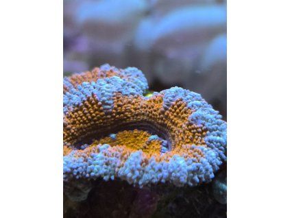acanth blue