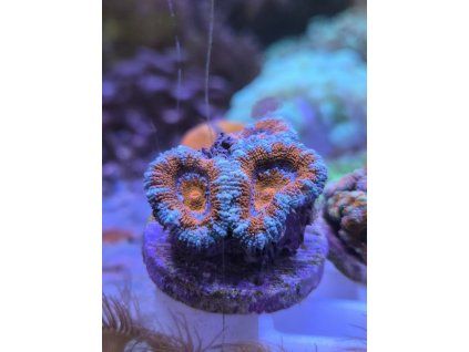 acan orang blue