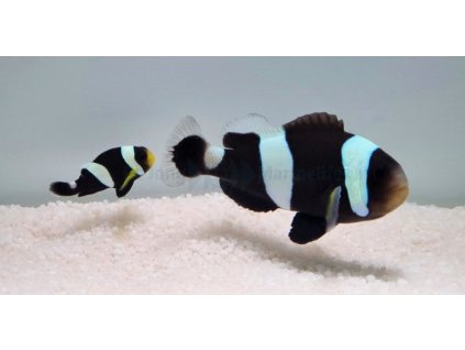 amphiprion polymnus pair wm