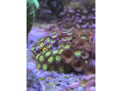 zoa rasta