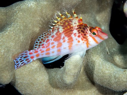 640px Dwarf hawkfish (Cirrhitichthys falco) (37402643972)
