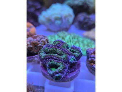 Acan3