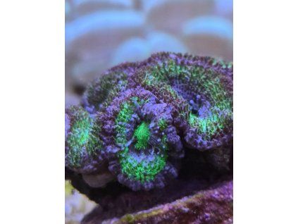 acanth green