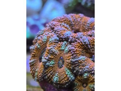 acanth orange green